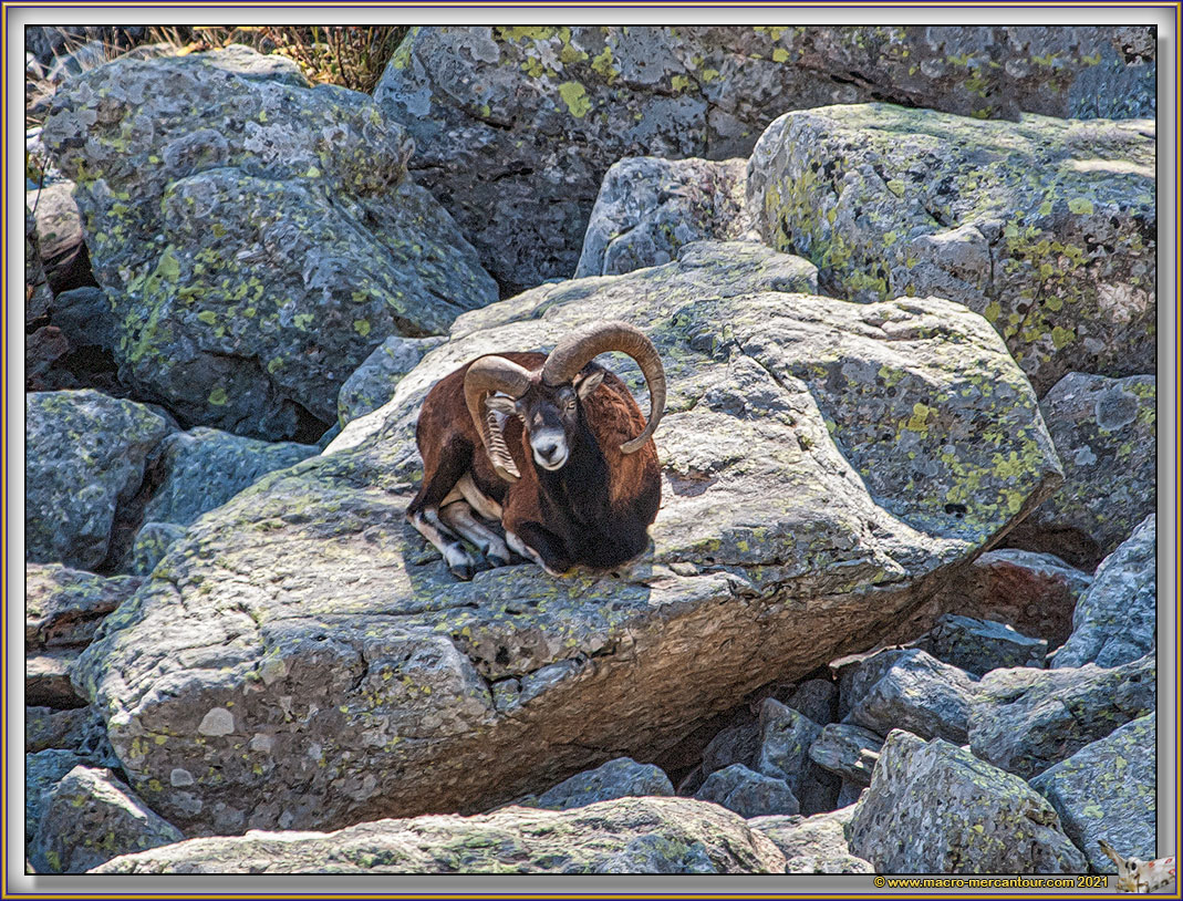 MOUFLONS